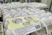 aT, 계란 수급 안정 위해 브라질산 백색란 최초 도입